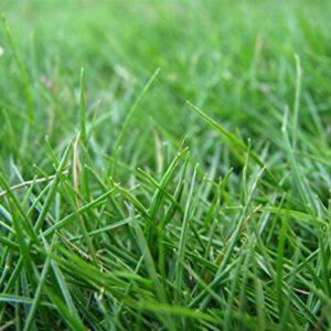 HULLED Coated Bermuda Grass 1 LB