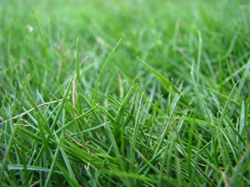 HULLED Coated Bermuda Grass 1 LB