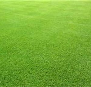 HULLED Coated Bermuda Grass 1 LB