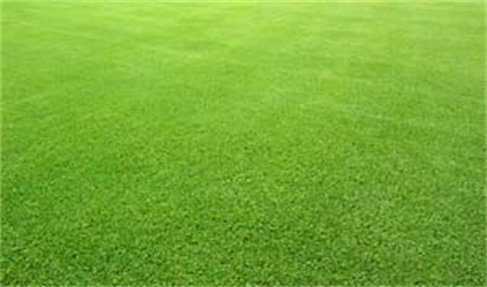 HULLED Coated Bermuda Grass 1 LB