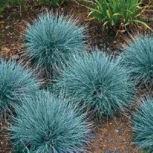 50+ blue fescue ornamental grass/perennial festuca/drought tolerant/sun or shade