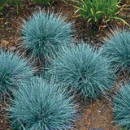 50+ Blue Fescue Ornamental Grass/Perennial Festuca/Drought Tolerant/Sun or Shade