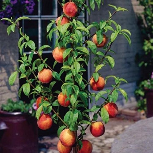 Dwarf Apple Seeds, FUJI, Malus Domestica Fuji, GMO FREE,10 Seeds