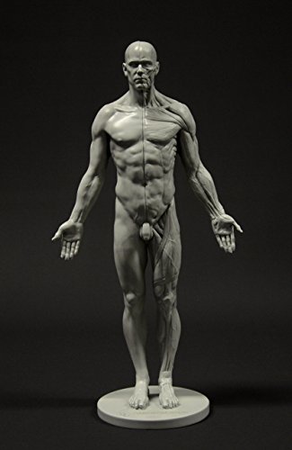 Male Anatomy Figure: 11-inch Anatomical Reference for Artists (Grey)