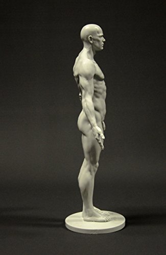 Male Anatomy Figure: 11-inch Anatomical Reference for Artists (Grey)