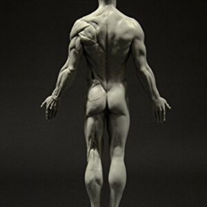 Male Anatomy Figure: 11-inch Anatomical Reference for Artists (Grey)