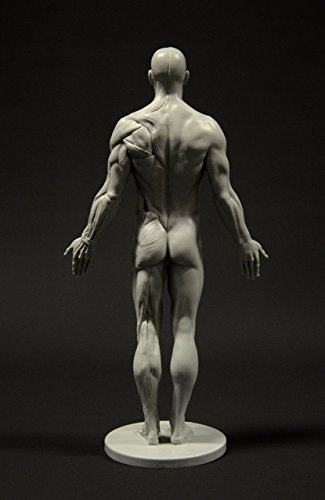 Male Anatomy Figure: 11-inch Anatomical Reference for Artists (Grey)