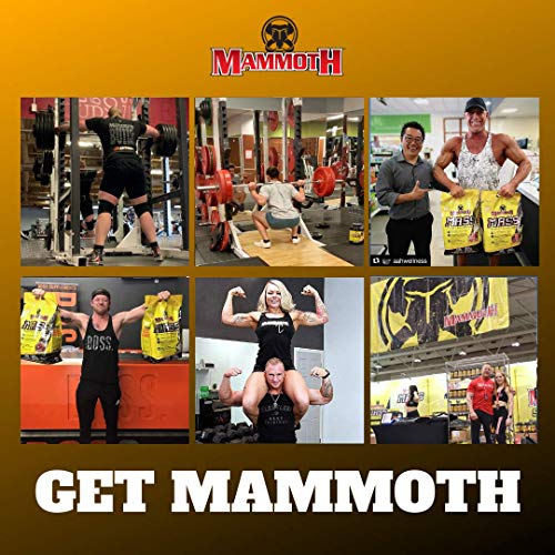 MAMMOTH MASS: Weight Gainer, High Calorie Protein Powder Workout Smoothie Shake, Meal Replacement, Low Sugar, Whey Isolate Concentrate, Casein Protein Blend, Weight Training, High Protein (Chocolate, 5lb)