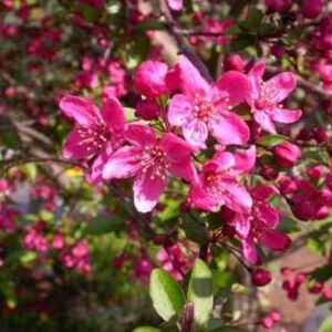 Prairie Fire Crab Apple, Malus Prairiefire, Tree 30 Seeds