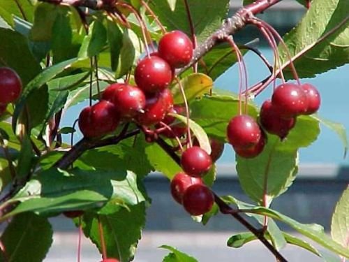 Prairie Fire Crab Apple, Malus Prairiefire, Tree 30 Seeds