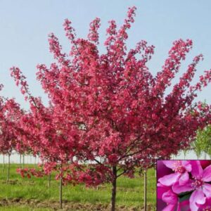 Prairie Fire Crab Apple, Malus Prairiefire, Tree 30 Seeds