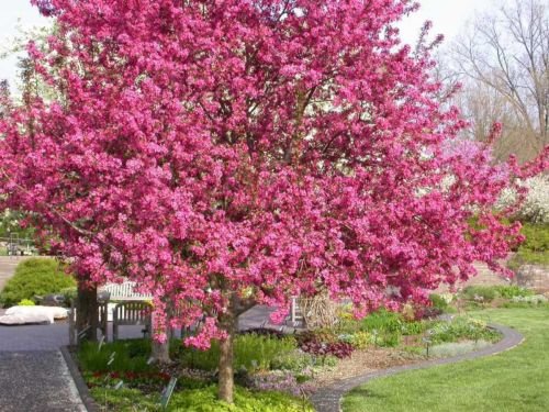 Prairie Fire Crab Apple, Malus Prairiefire, Tree 30 Seeds