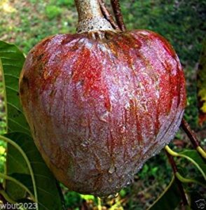 red custard apple tree (10 seeds) aka bullock's heart,jamaican apple ! rare