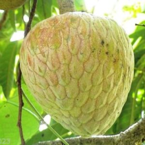 Jamaican Custard Apple Tree (10 Seeds) AKA bullock's Heart,Jamaican Apple !