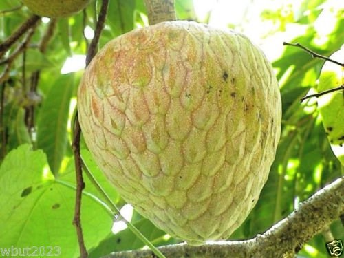 Jamaican Custard Apple Tree (10 Seeds) AKA bullock's Heart,Jamaican Apple !