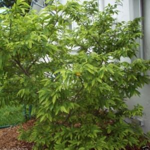 Jamaican Custard Apple Tree (10 Seeds) AKA bullock's Heart,Jamaican Apple !