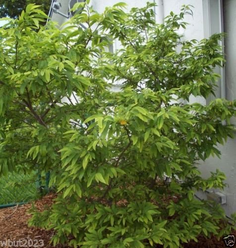 Jamaican Custard Apple Tree (10 Seeds) AKA bullock's Heart,Jamaican Apple !