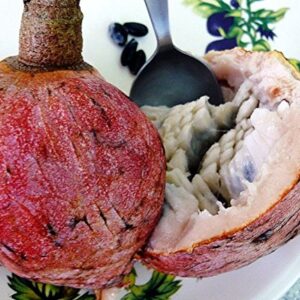 Red Custard Apple Tree (10 Seeds) AKA Bullock's Heart,jamaican Apple ! Rare