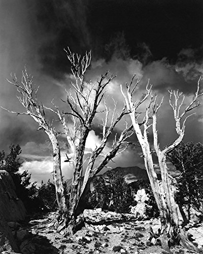 Whitebark Ghosts, 60 Lake Basin (#5)