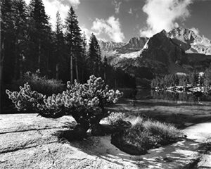 dwarf pine, lake reflection (#1)
