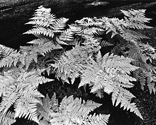 Autumn Ferns, Zumwalt Meadows (#2)