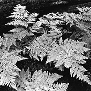 Autumn Ferns, Zumwalt Meadows (#3)