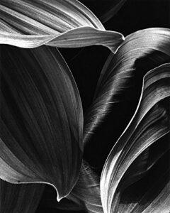corn lily abstract (#1)