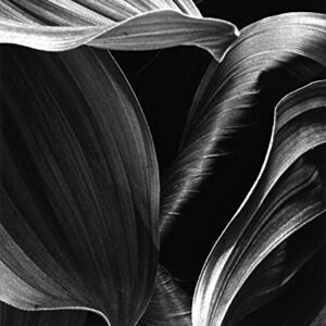 Corn Lily Abstract (#3)