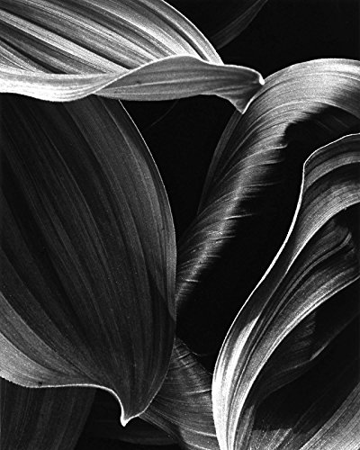 Corn Lily Abstract (#3)