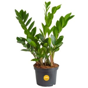 costa farms zz plant, live indoor houseplant potted in nursery pot, easy care air purifier in potting soil mix, housewarming, birthday, tabletop, room, office decor, 12-inches tall