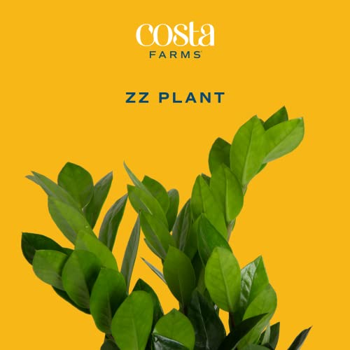 Costa Farms ZZ Plant, Live Indoor Houseplant Potted in Nursery Pot, Easy Care Air Purifier in Potting Soil Mix, Housewarming, Birthday, Tabletop, Room, Office Decor, 12-Inches Tall