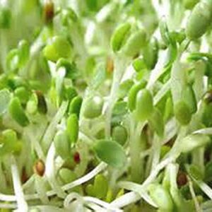 Alfalfa Sprouting Seed, NON GMO -8 Oz -Country Creek LLC Brand - High Sprout Germination- Edible Seeds, Gardening, Hydroponics, Growing Salad Sprouts, Planting, Food Storage & More