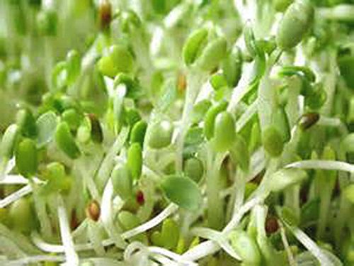 Alfalfa Sprouting Seed, NON GMO -12 Oz -Country Creek LLC Brand - High Sprout Germination- Edible Seeds, Gardening, Hydroponics, Growing Salad Sprouts, Planting, Food Storage & More