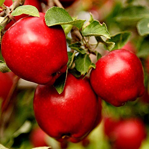 Brighter Blooms - Dwarf Red Delicious Apple Tree, 5-6 Ft. - A Supermarket Favorite, Grown at Home - No Shipping to AZ, ID, OR, or CA