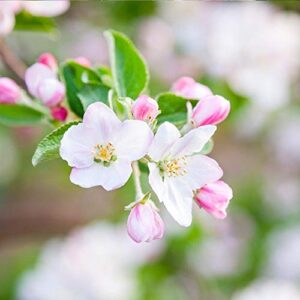 Brighter Blooms - Dwarf Granny Smith Apple Trees, 5-6 Ft. - Home-Grown Apples for Baking or Snacking - No Shipping to AZ, ID, OR, or CA