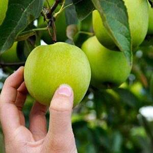 Brighter Blooms - Dwarf Granny Smith Apple Trees, 5-6 Ft. - Home-Grown Apples for Baking or Snacking - No Shipping to AZ, ID, OR, or CA