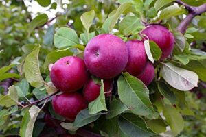 pixies gardens (5 gallon) red delicious apple tree -america's favorite and most popular apple for fresh eating and baking.