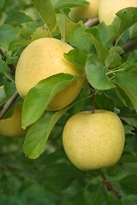 pixies gardens yellow delicious apple tree live fruit plants for planting excellent for pies sauce and preserves (5 gallon bare root)