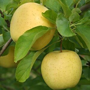 Pixies Gardens Yellow Delicious Apple Tree Live Fruit Plants for Planting Excellent for Pies Sauce and Preserves (5 Gallon Bare Root)