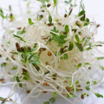 Alfalfa Sprouting Organic Great Heirloom Vegetable by Seed Kingdom Bulk 15,000 Seed