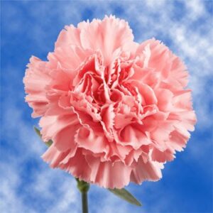 globalrose 100 claveles rosado - envio de flores frescas