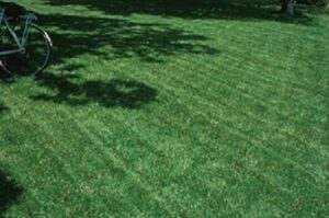 blackjack bermudagrass seed,perfect for the home lawn, parks or sports fields.(1 oz)