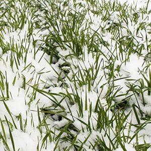 no-till winter rye seeds - 5 lbs - non-gmo rye grain cover crop seeds by mountain valley seed company