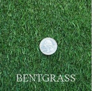 Penncross Creeping Bent Grass, 1 Pound