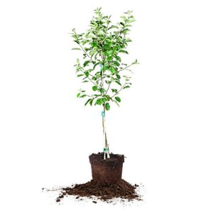 perfect plants anna apple tree live plant, 4-5', includes care guide