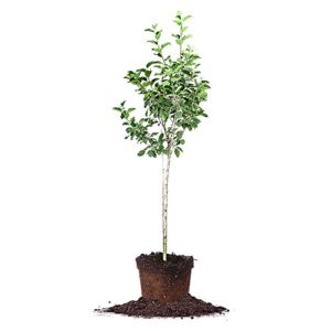perfect plants dorsett apple tree live plant, 4-5', includes care guide