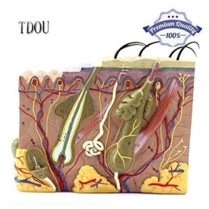 Tdou 50 Times Human Big Anatomical Skin Magnified Tissue Structure Model with Hair 35X/50X/70X Enlarged for Biology Minimally Invasive Cosmetic Surgery Teaching Models