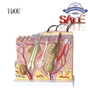 Tdou 50 Times Human Big Anatomical Skin Magnified Tissue Structure Model with Hair 35X/50X/70X Enlarged for Biology Minimally Invasive Cosmetic Surgery Teaching Models