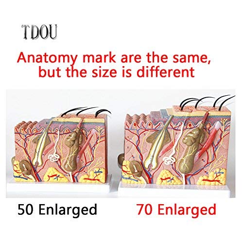 Tdou 50 Times Human Big Anatomical Skin Magnified Tissue Structure Model with Hair 35X/50X/70X Enlarged for Biology Minimally Invasive Cosmetic Surgery Teaching Models