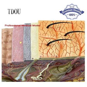 Tdou 50 Times Human Big Anatomical Skin Magnified Tissue Structure Model with Hair 35X/50X/70X Enlarged for Biology Minimally Invasive Cosmetic Surgery Teaching Models